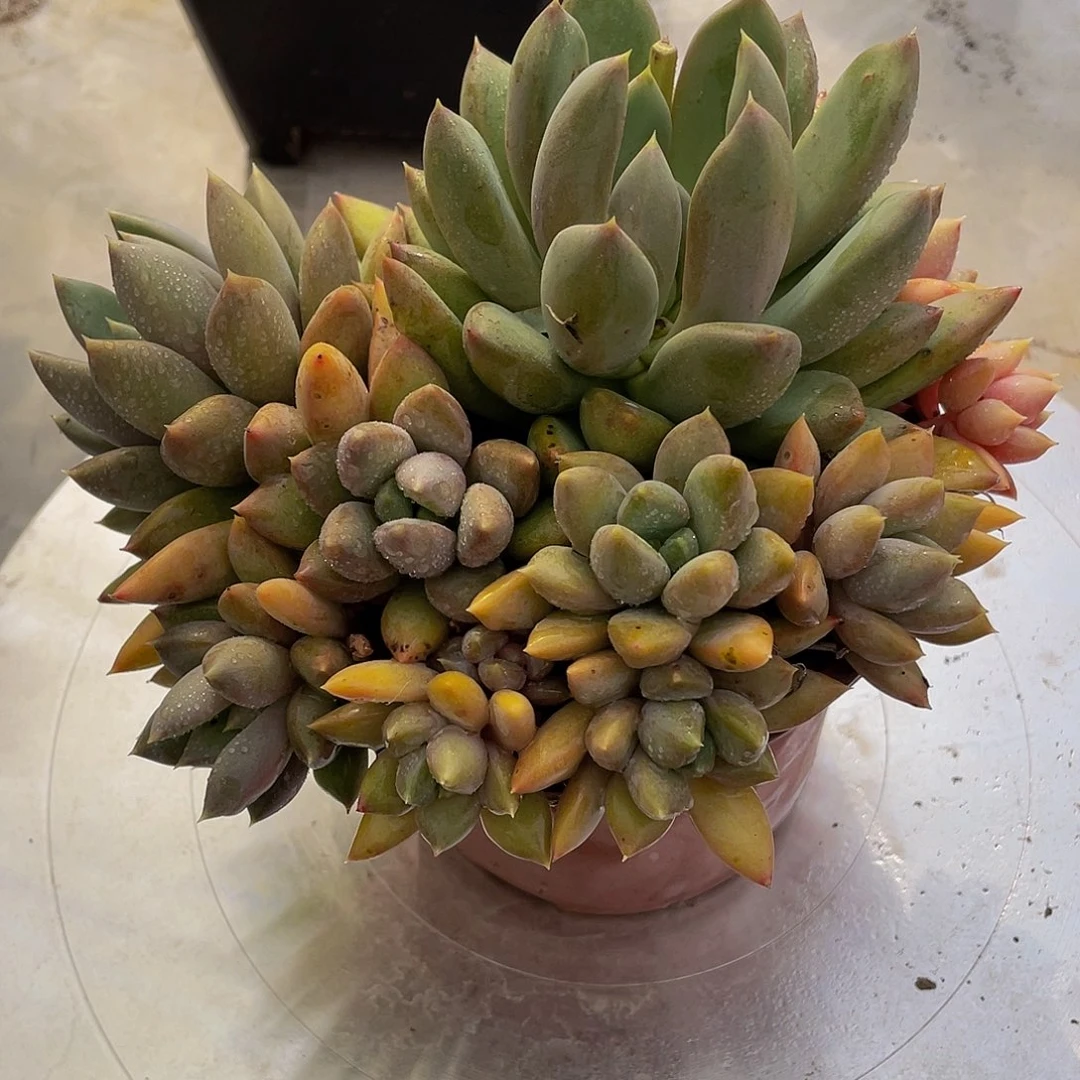 象牙多肉植物中群
