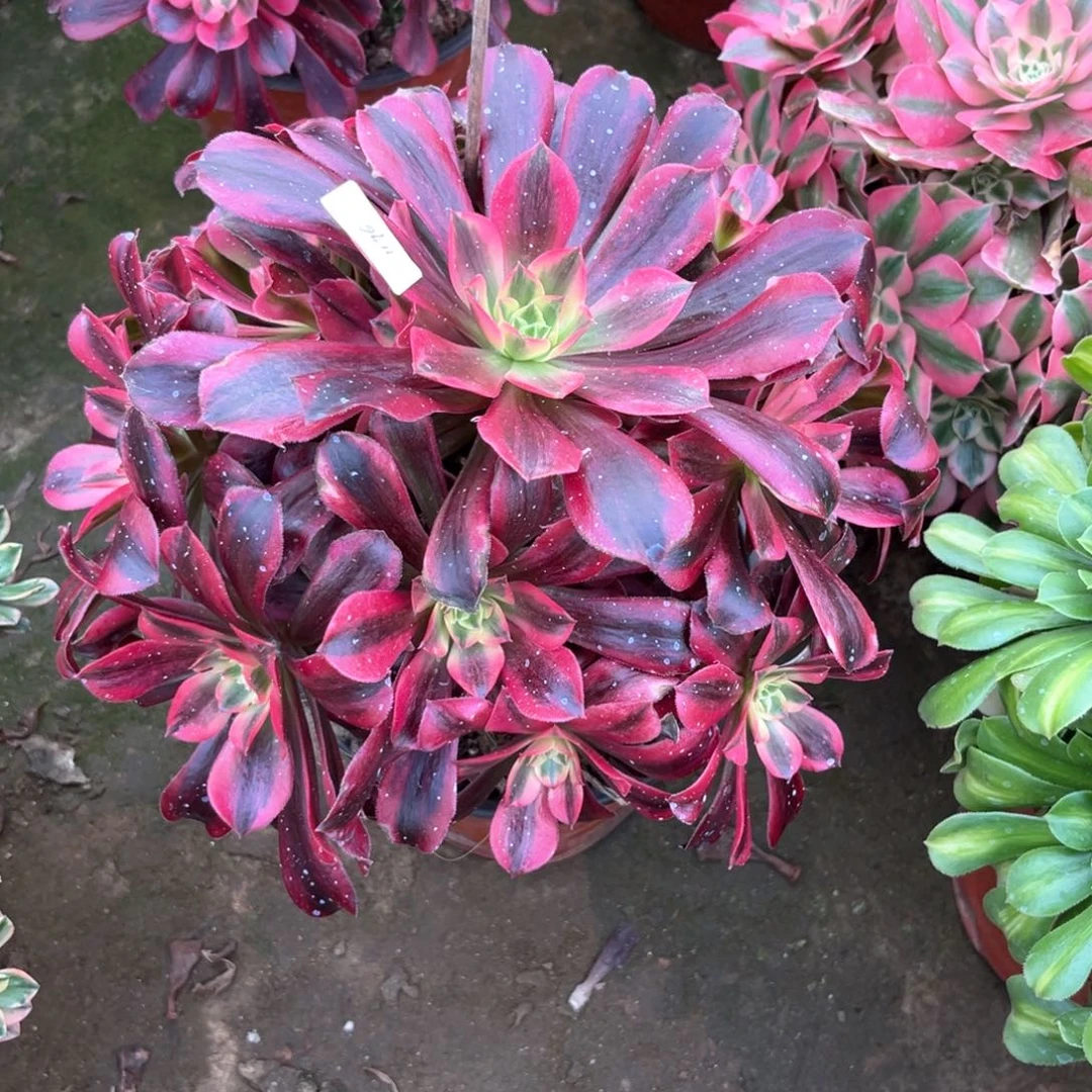 多肉植物美杜莎1196