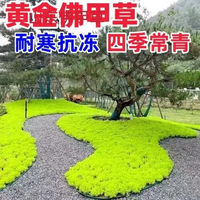 【佛甲草】宿根植物耐寒适合户外庭院绿化观叶