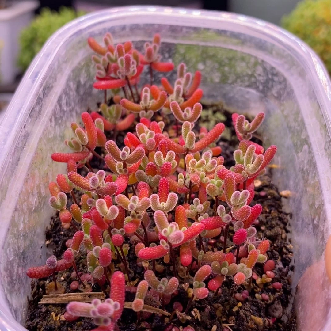 271混合切糕。  10个品种。