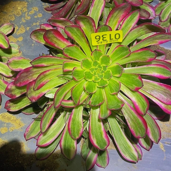 0136琉璃女神多肉植物