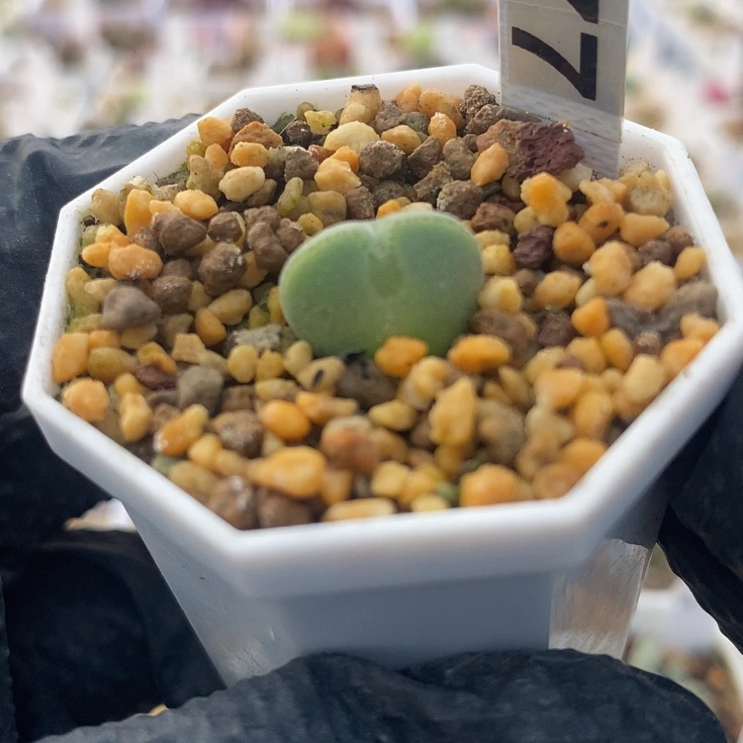 一物一拍短耳空蝉尺寸1.5