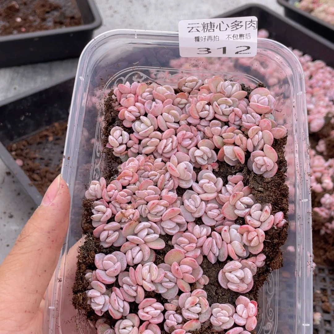 云糖心多肉植物312