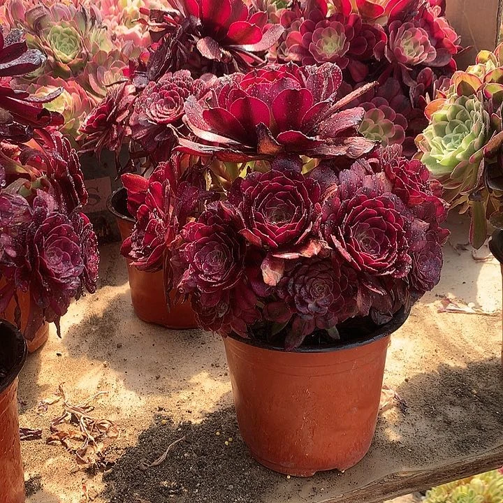 美姬多肉法师进一颗