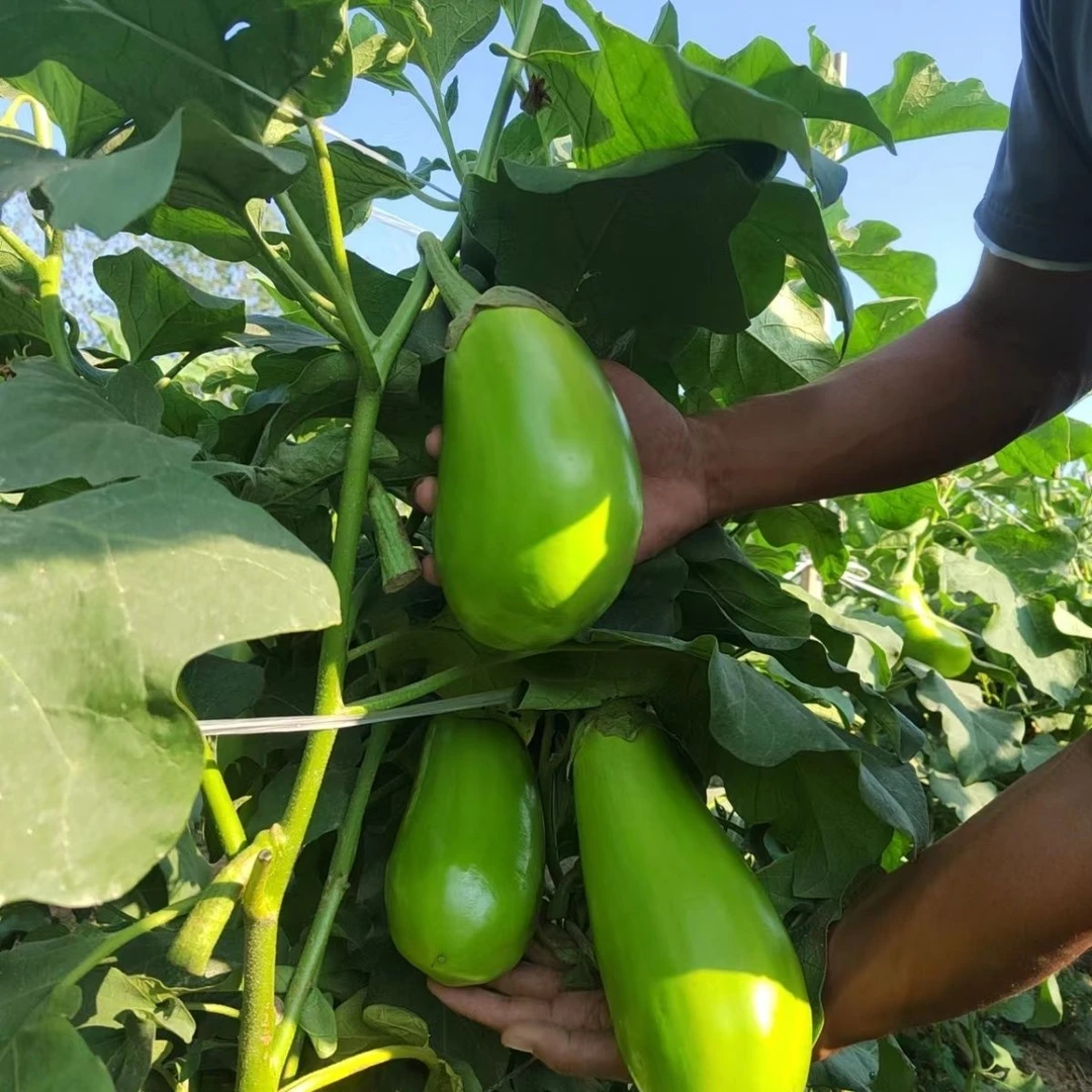 【净重3/5斤装】河南农现摘当季新鲜青皮茄子绿皮茄可生吃新鲜茄子