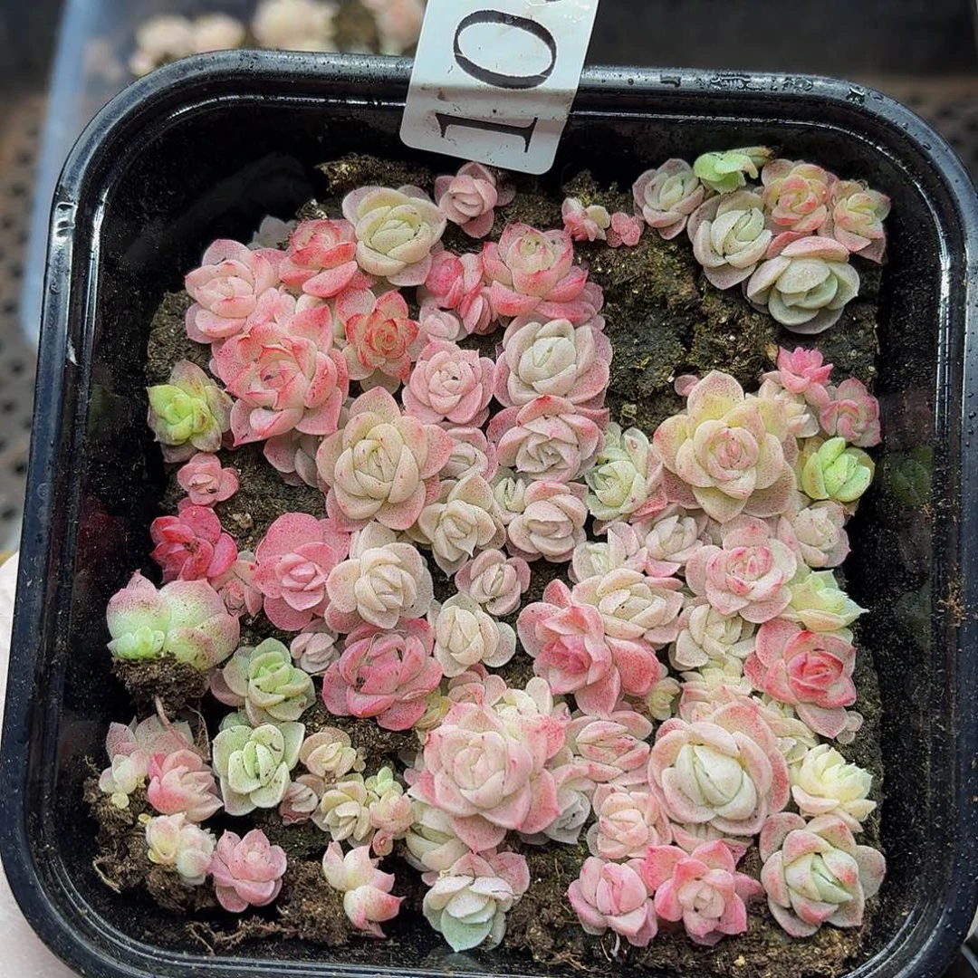 多肉植物多肉植物1030