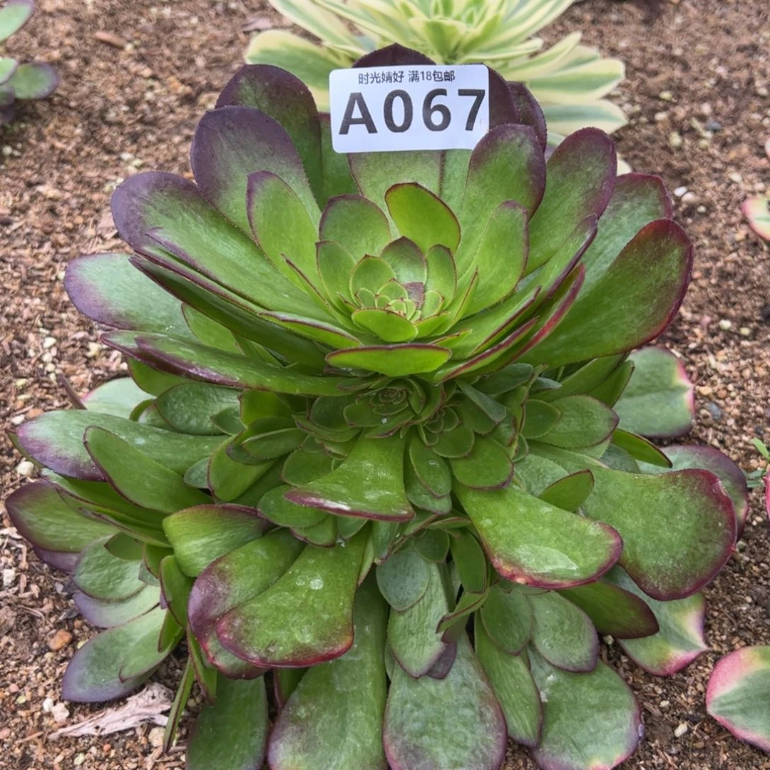 067雨荷多肉植物