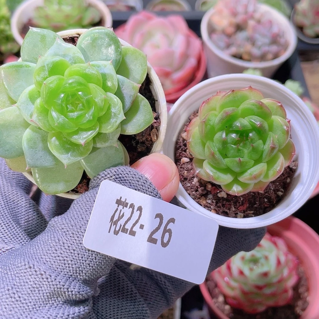****i花利美22-26多肉2颗