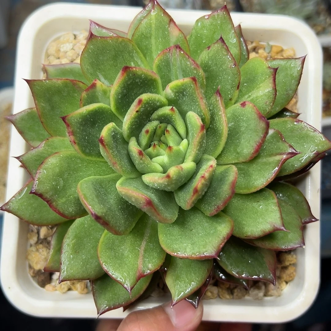 多肉植物一物一拍