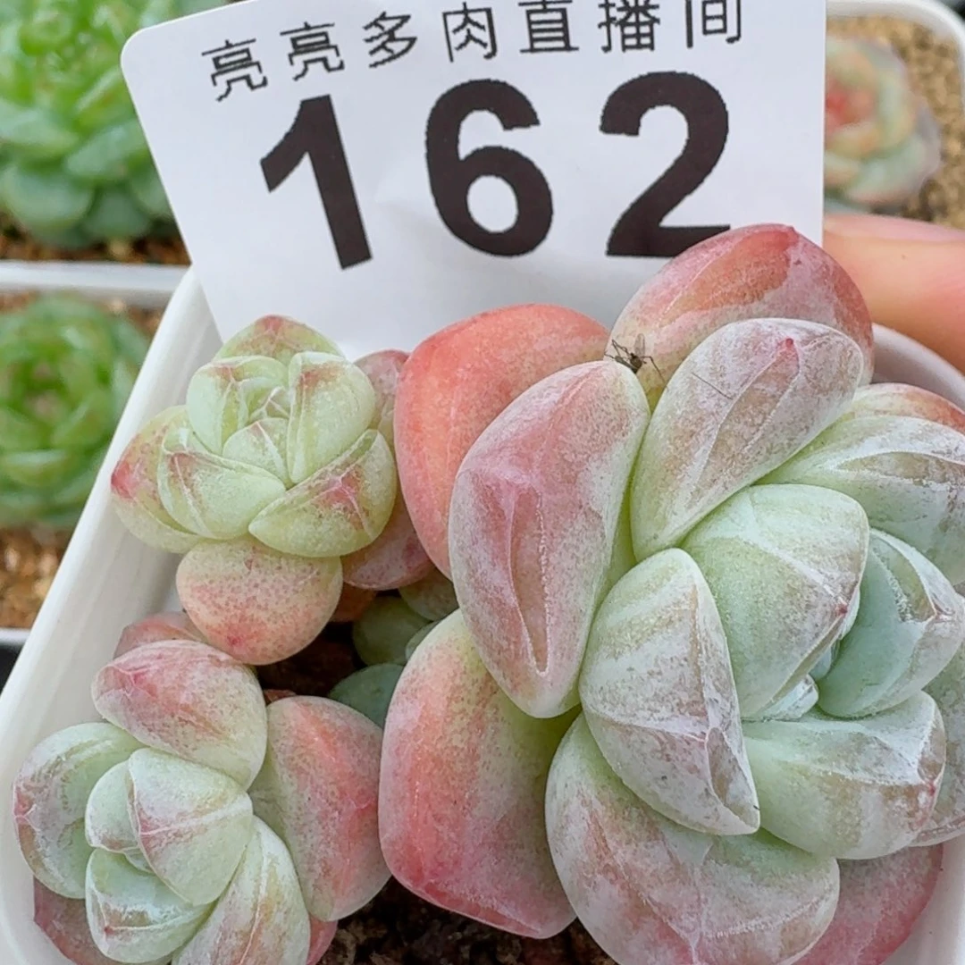 小脸糖心冰玉          开播福利