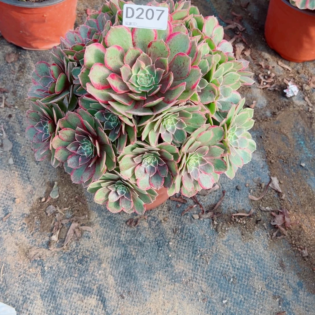 207粉花妖多肉植物法师