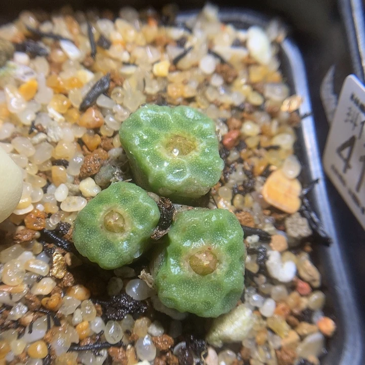 精品生石花123.41