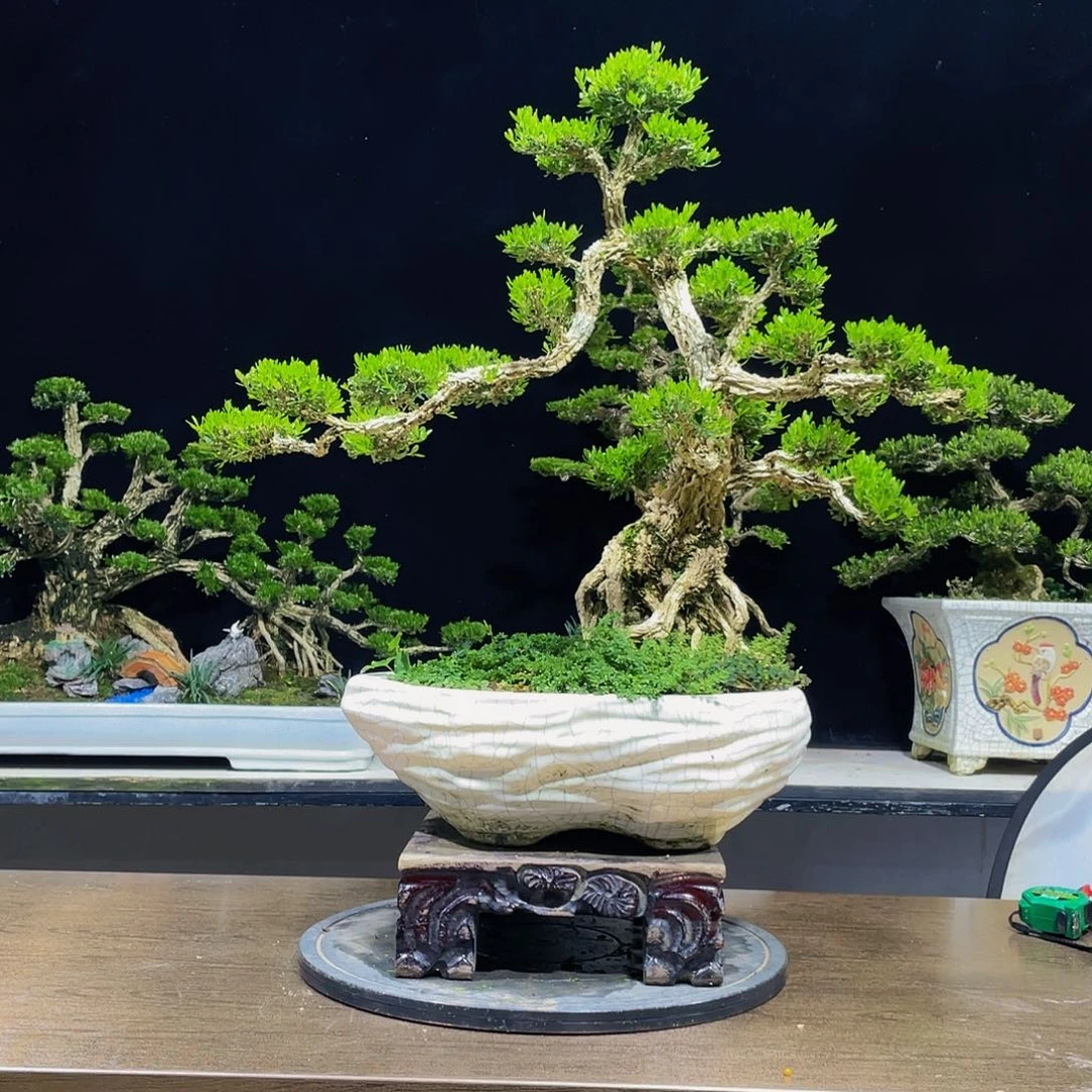 黄杨盆景四季常青