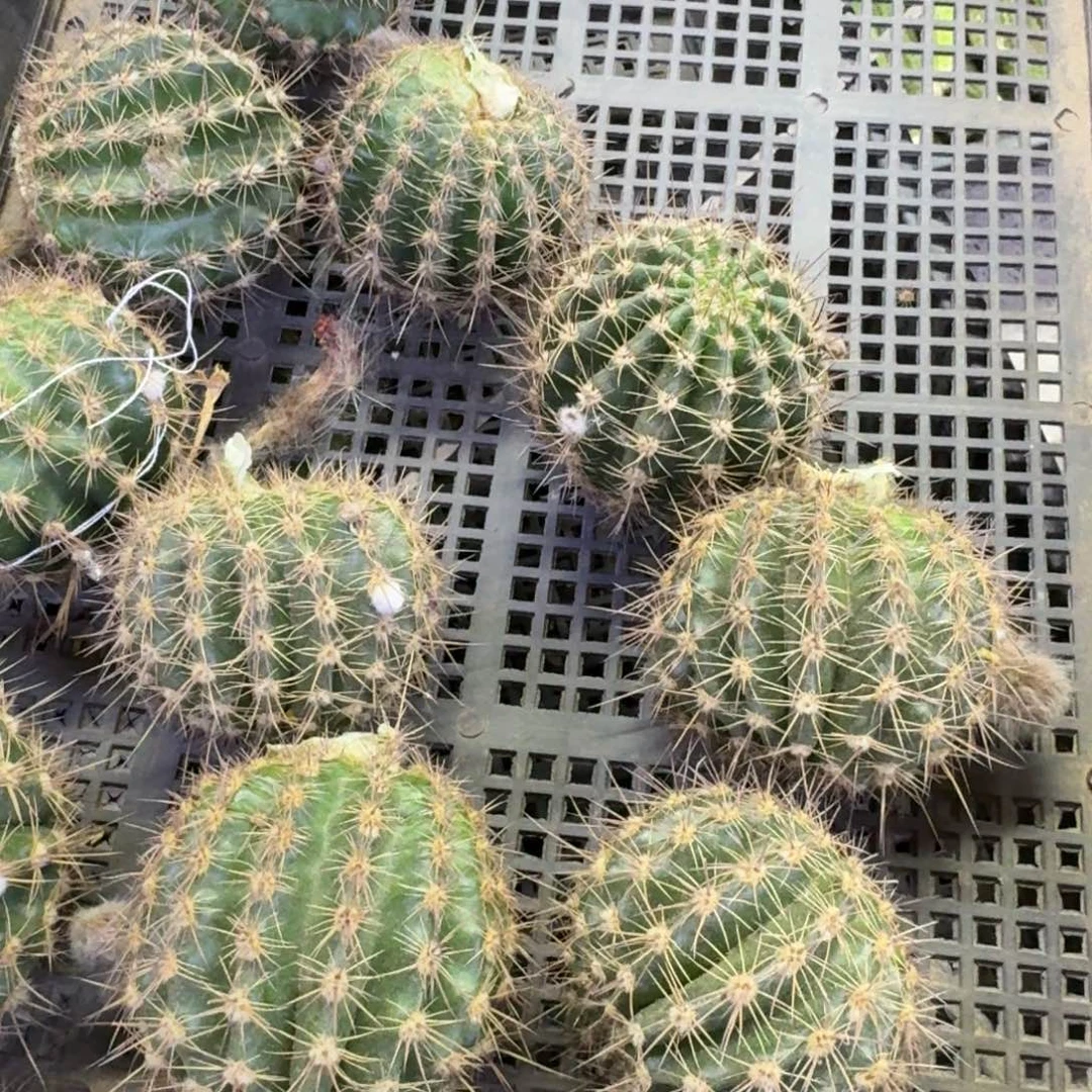 379彩草125歪无根侧牙4公分左右，20包邮