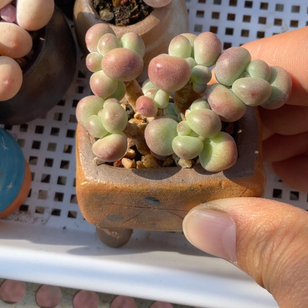 正版苹果奶群精品