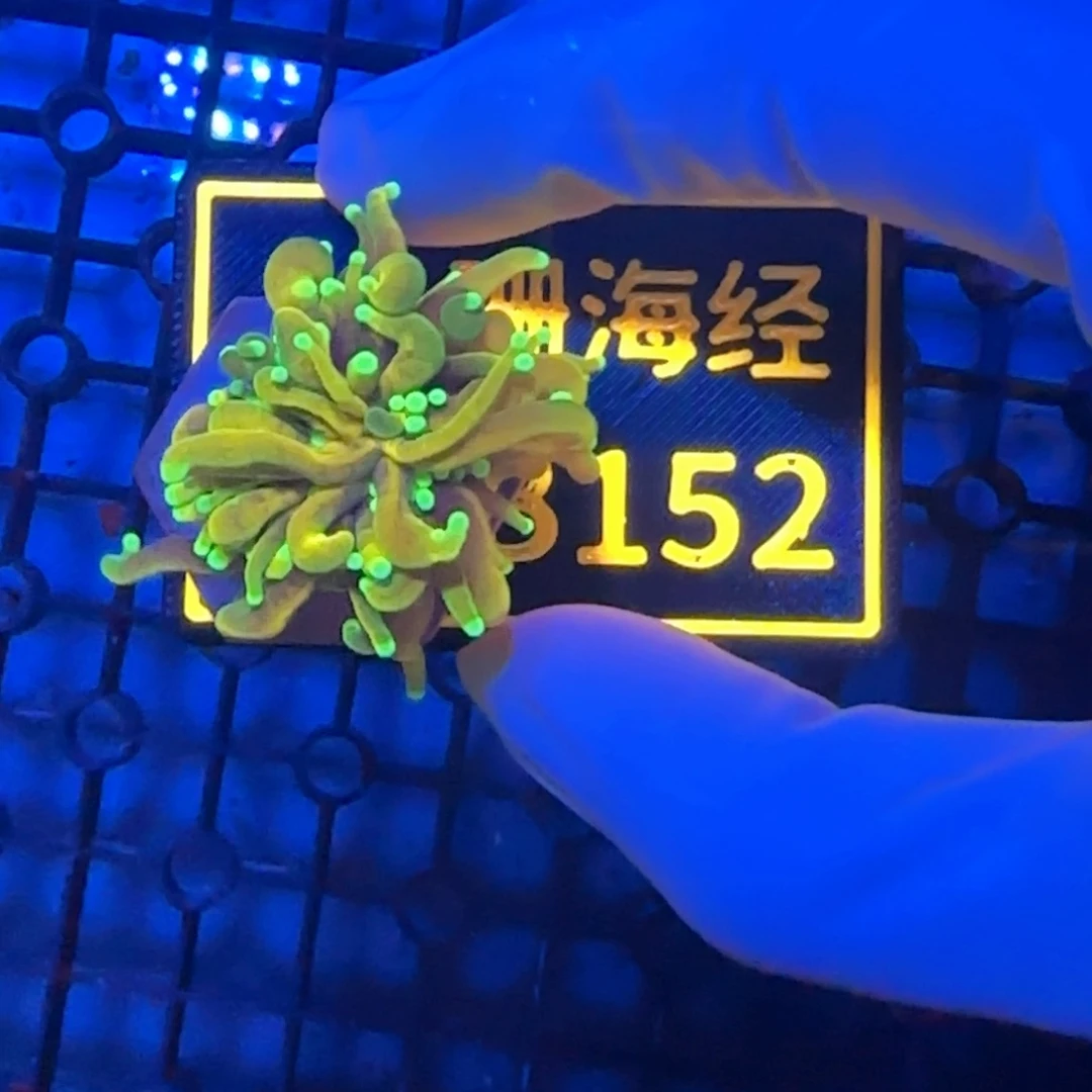 如***果纽扣珊瑚又又不包邮龙魂金B152