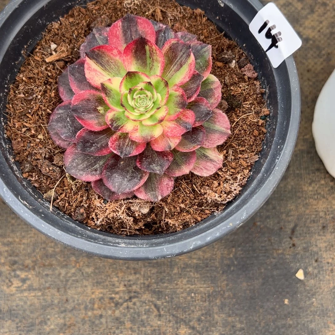 164伯爵多肉多肉多肉