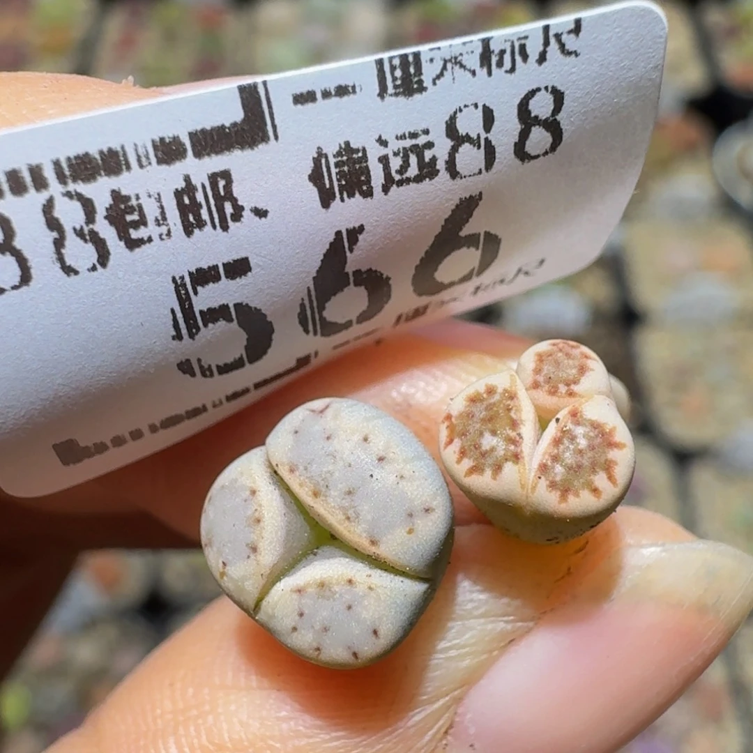Ssss精品生石花566