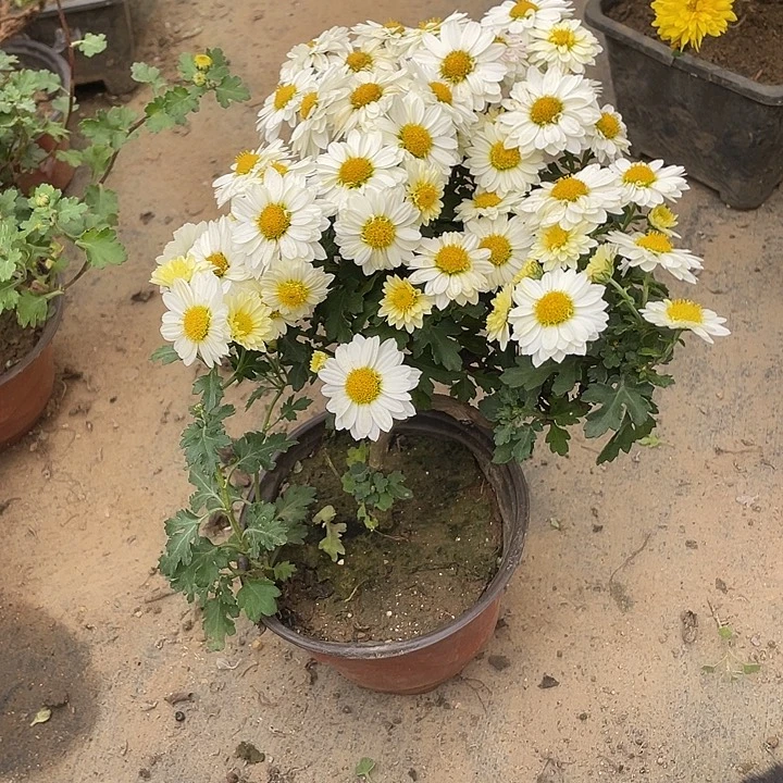 嬿***儿完全开放30菊花计划经济