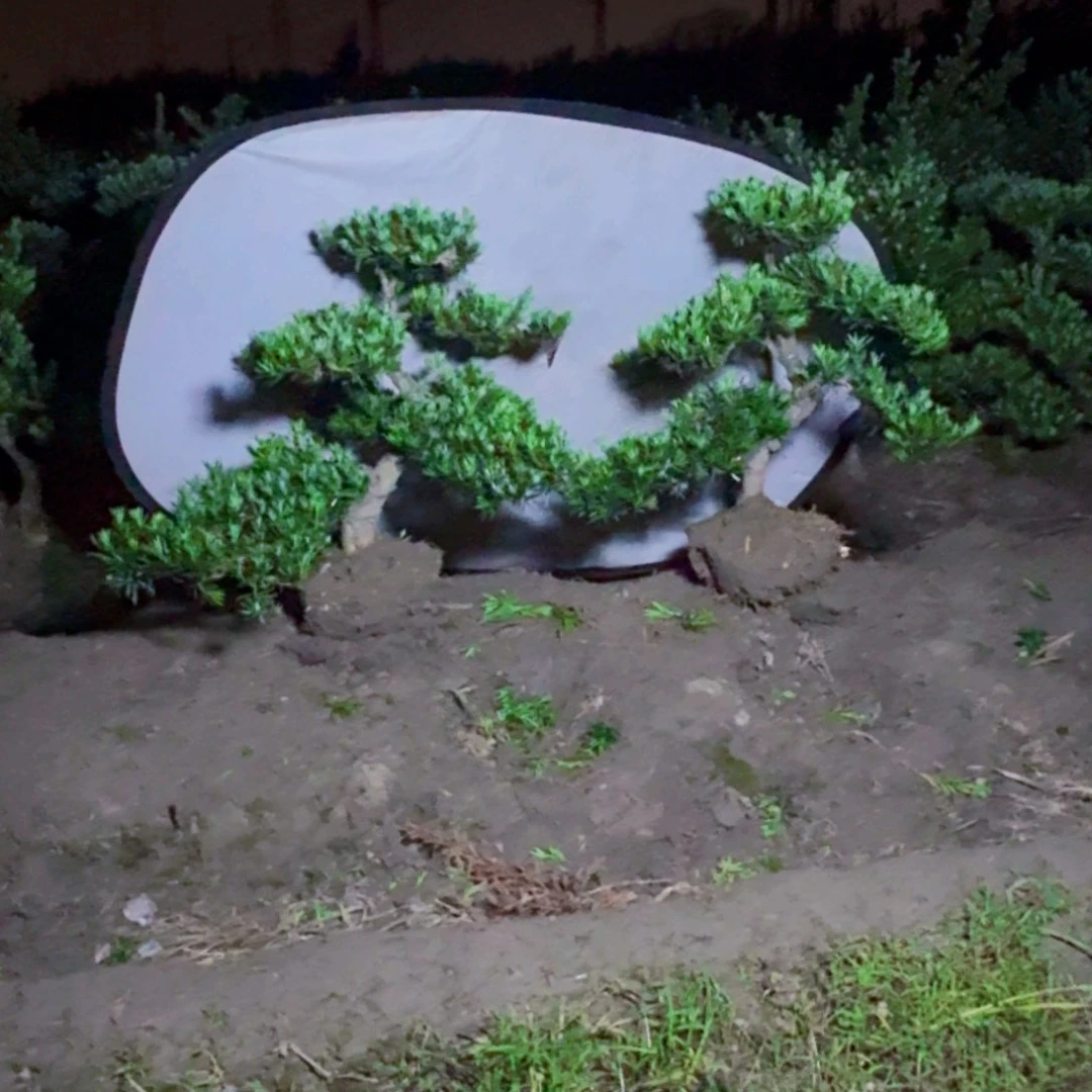 无花朵@**?罗汉松一物一拍