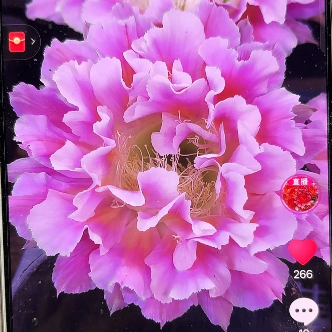 云羽彩侧牙20包邮5公分