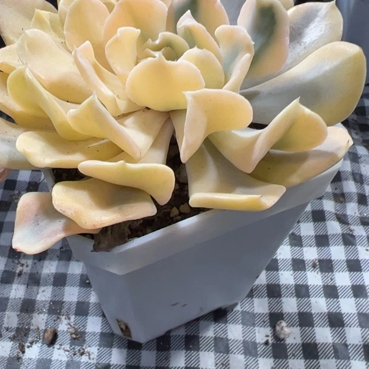 利比里亚锦多肉植物208