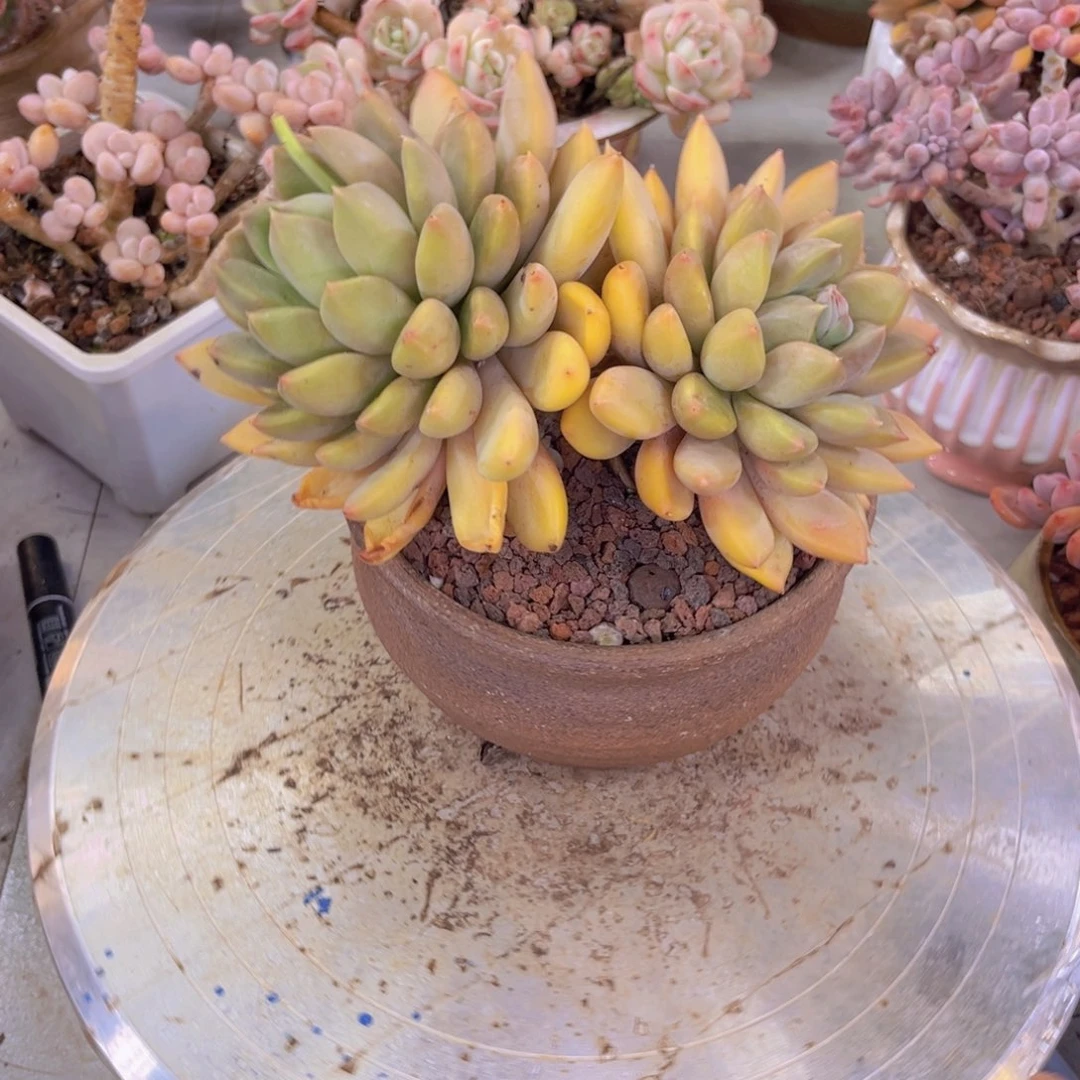 象牙多肉植物盆栽