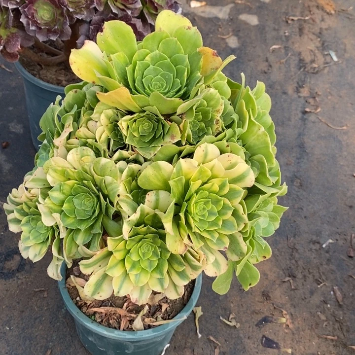 五彩琉璃23多肉植物法师法师