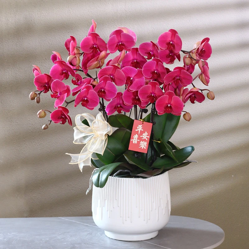 蝴蝶兰【朝阳】带花带盆组好伴手礼送礼茶桌婚礼客厅美化装饰