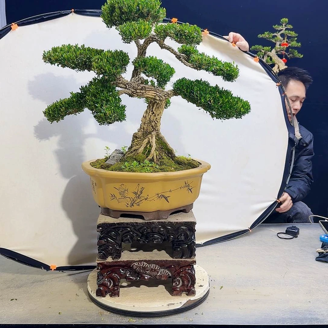 高端盆景艺术作品