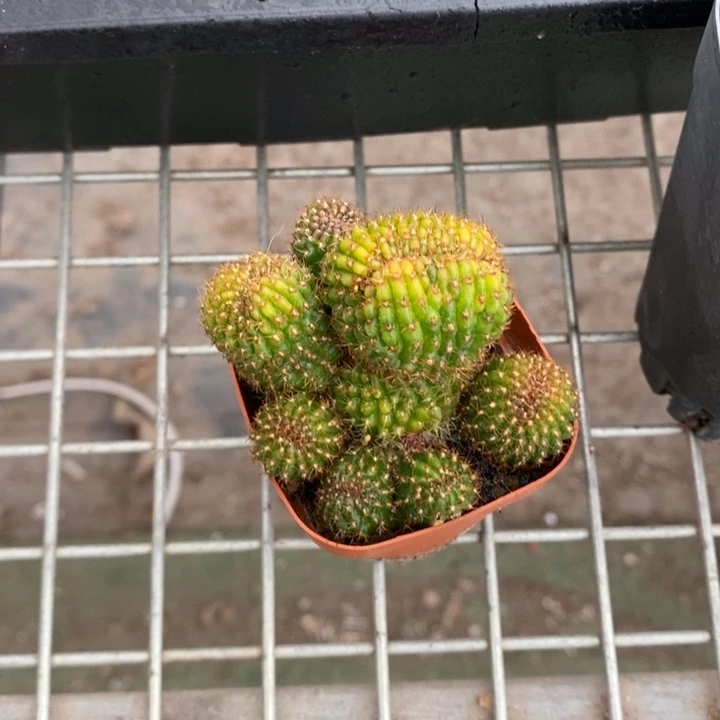 ?*虹伯克利和格蕾纳等著名音乐