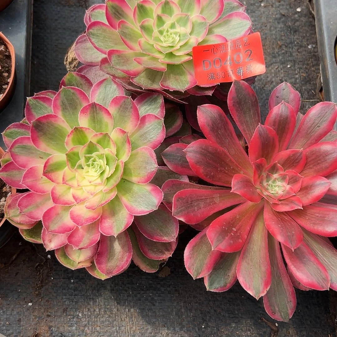 0402多肉植物三个一组
