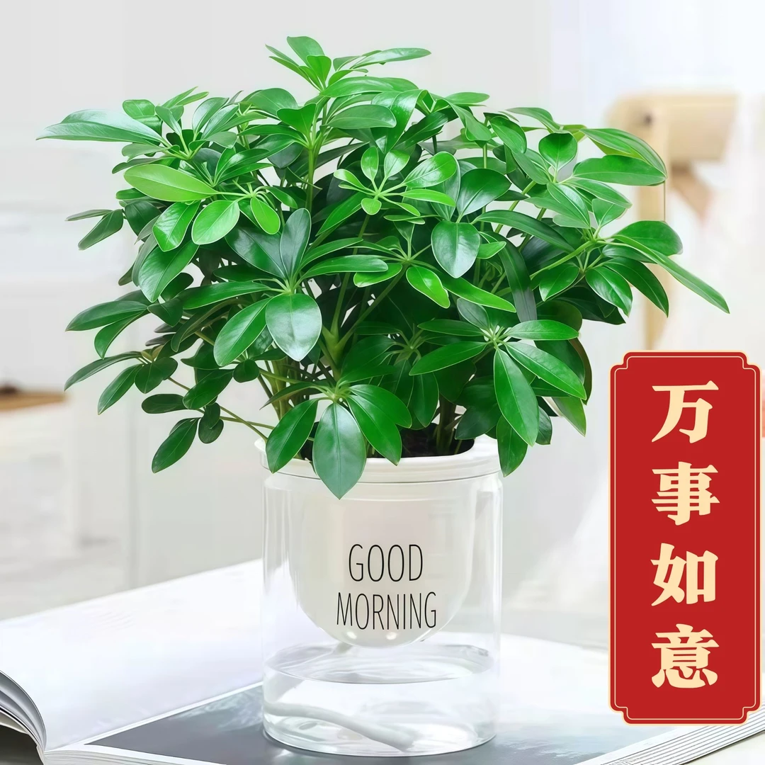 室内好养发财水培小盆栽招财树八方来财鲜活新品精选客厅阳台植株