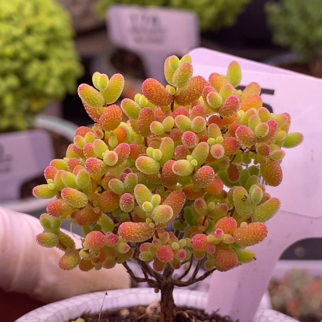 ?****?175蜜橘糖球。