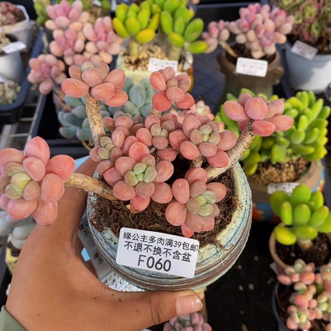 060鱼子酱多肉有断枝