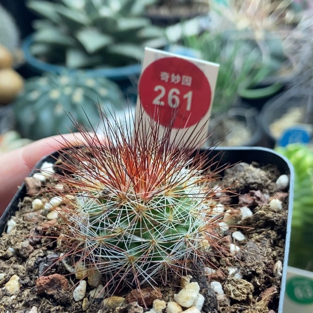 实生狂刺马库斯一棵仙人球