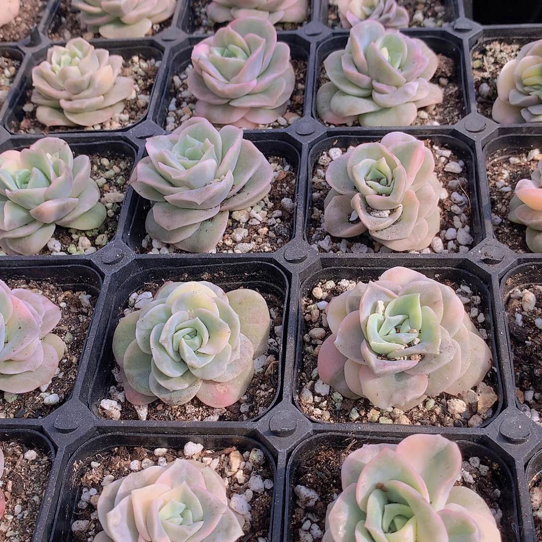 可爱玫瑰锦2456788999