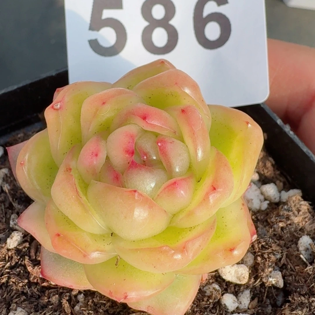 水晶珍妮锦         精品多肉