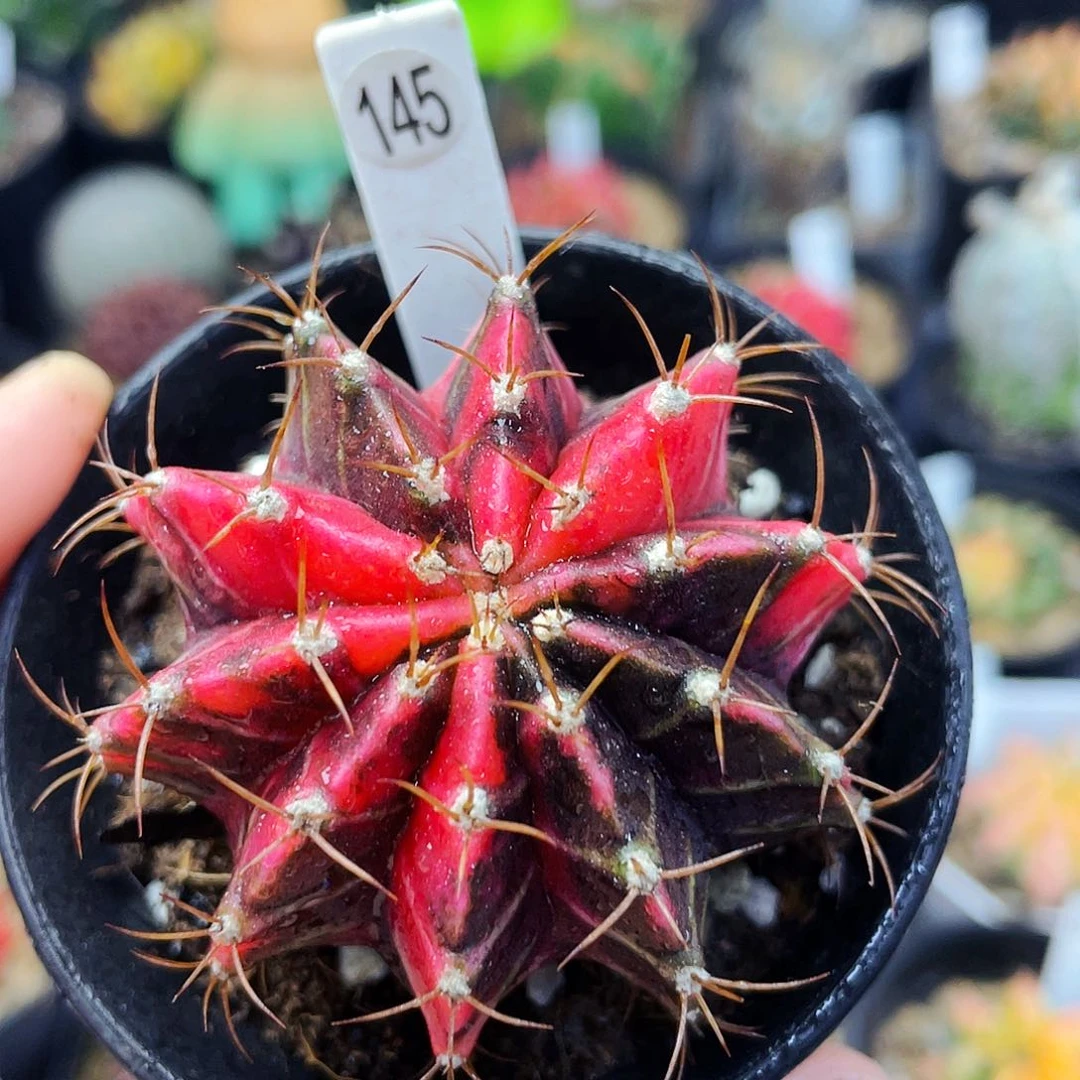 非偏远地区满25包邮仙人球