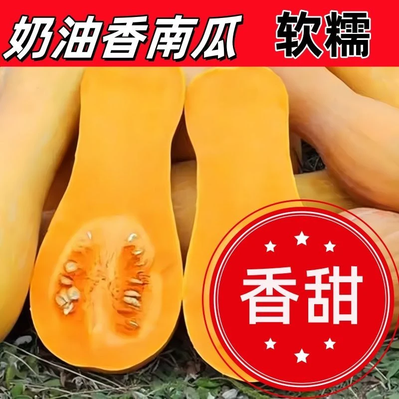 5包奶油南瓜种子南瓜种子四季可种高产蔬菜南瓜种籽大全