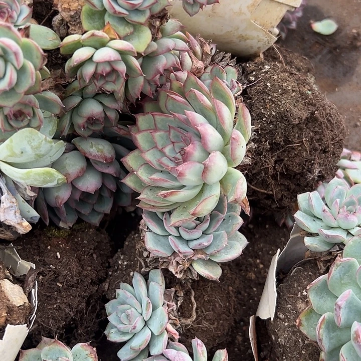 5盆老桩杂交灯牌福利。