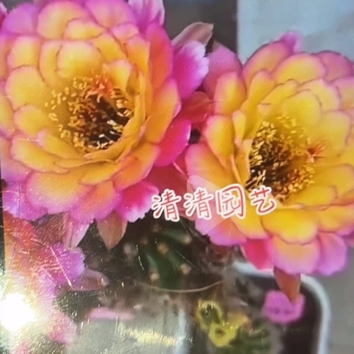 清清苏乞儿根瑕疵黑点尺寸4