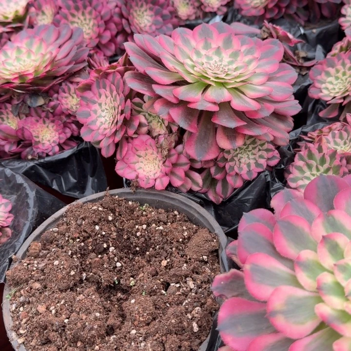 粉体红铜壶群生阿啊