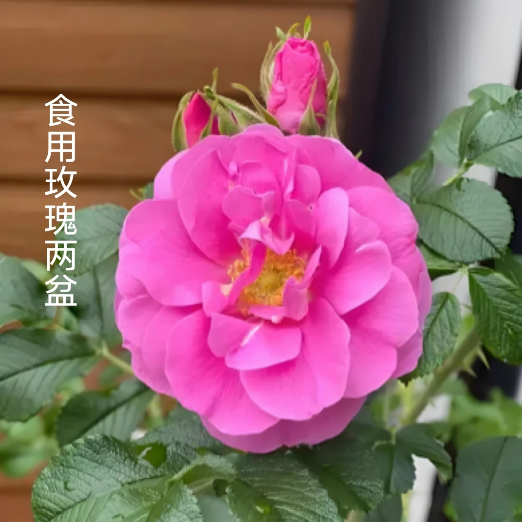 食用玫瑰两盆不带花｜好养易活