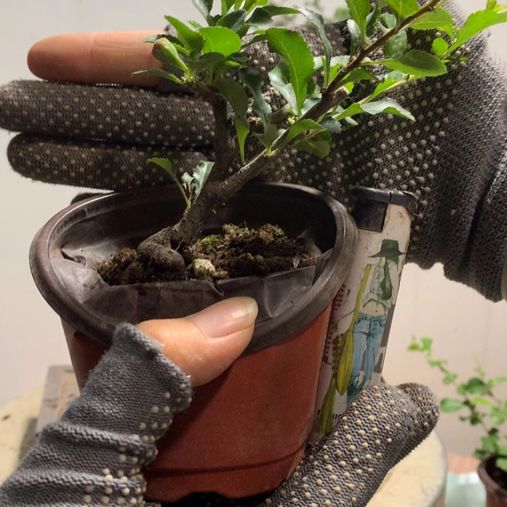 无花朵D****n下播福利......