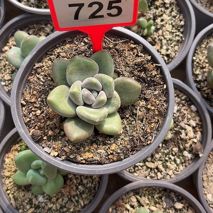 多肉植物胖体芒果冰725