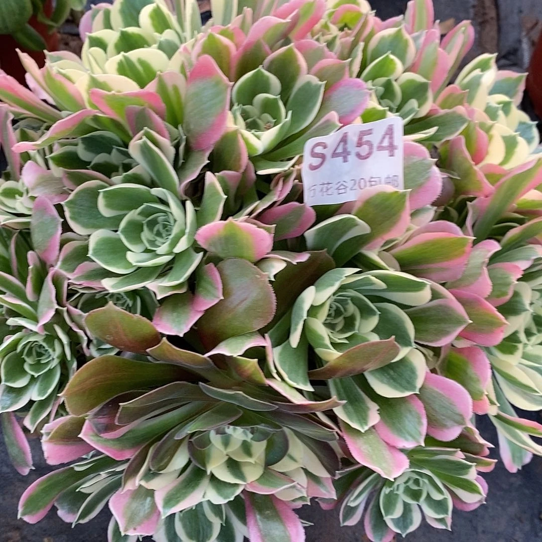 454白凤多肉植物
