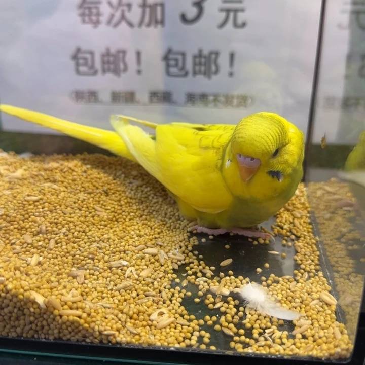 虎皮鹦鹉大头虎皮鹦鹉