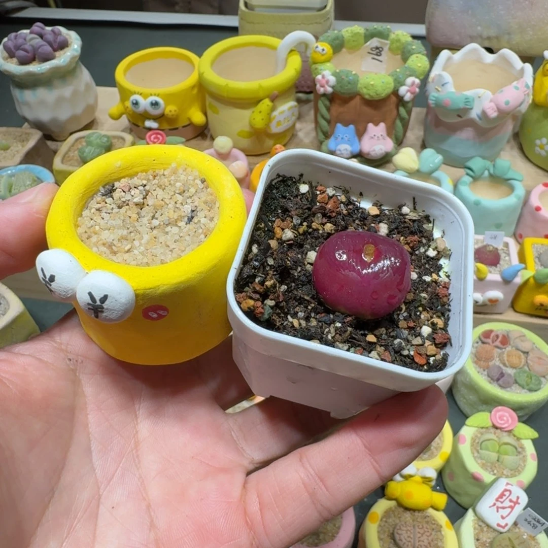 红陶颖*蘑菇314毛汉尼