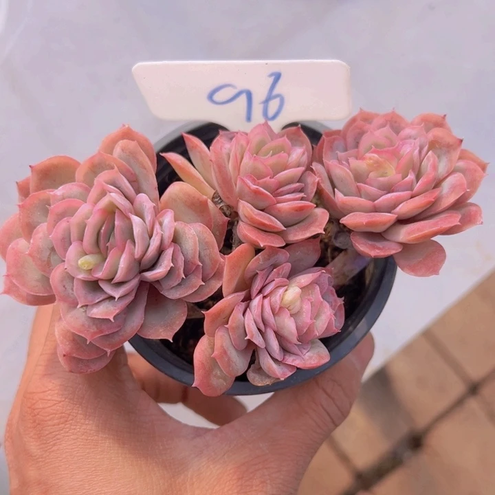 健健康康平平安安